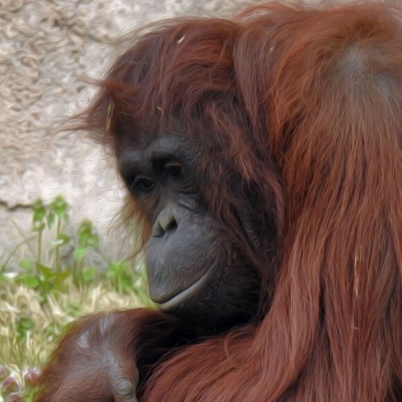 8x8 Or 8x10 Orangutan Ape Photography Oil Painting Art‎ Print - Picture 1 of 4